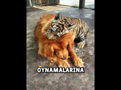 Kaplan Yavrularını Büyüten Köpek Anne 🐶🐯