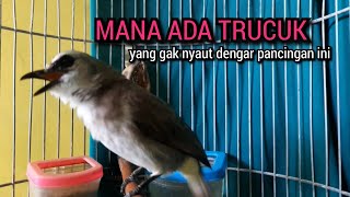 Download lagu trucukan gacor ROPEL PANJANG pancingan trucukan agar bunyi JADIKAN burung trucuk gacor EMOSI mp3