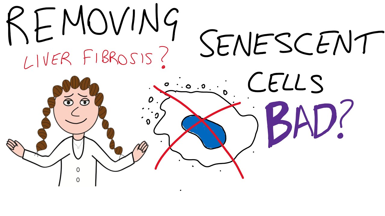Removing senescent cells bad??