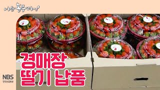 [나는농부다 228회] 경매장 설향 딸기 납품