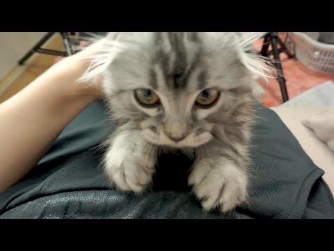 MEET MY CAT MARO! :D 新しい猫ちゃんのマロです♡ (MEET MY CAT MARO! :D 新しい猫ちゃんのマロです♡)