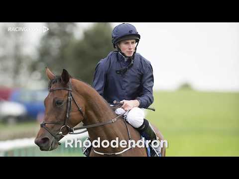 Who will win the Investec Oaks?