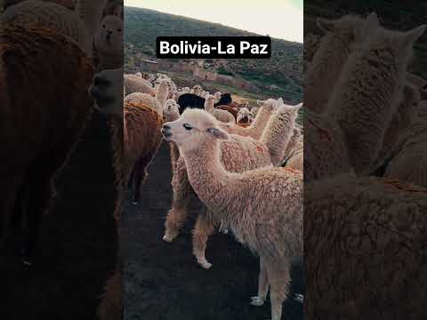 alpacas _ camelidos _ altiplano _ Boliviano_ La Paz _ charaña_ frontera Chile