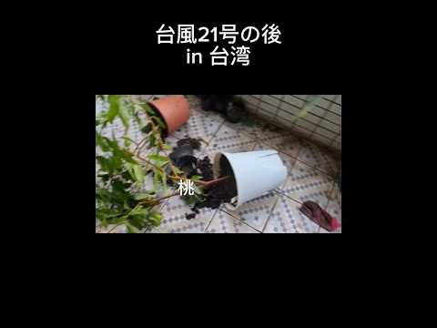 新鮮なオレガノを入れたバルコニーの土鍋にある芳香植物