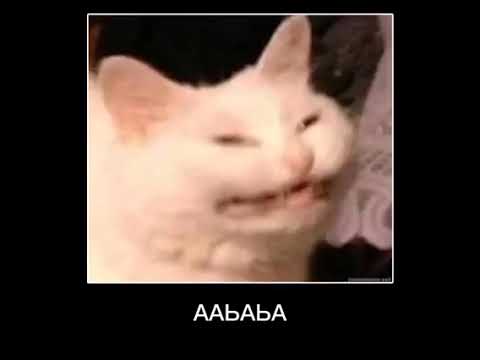 alyo blyat funny russian cats meme