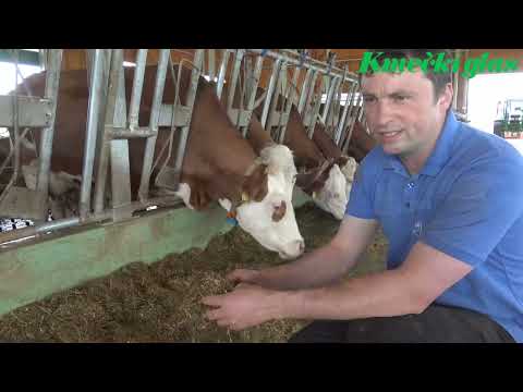 NOV HLEV ZA KRAVE MOLZNICE NA KMETIJI PODKUBOVŠEK