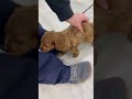 Cavapoo dogs for sale: Wally - Video 1