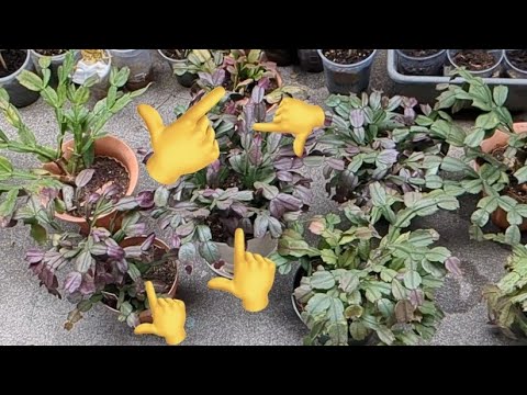 なぜクリスマスサボテンに砂糖をまくのでしょうか？この自家製肥料のメリットとデメリット  庭園