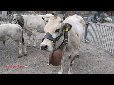 MUCCHE CON CAMPANACCI E UN VITELLINO ALLA  FIERA DI S. LUCA A DEMONTE. (CN) DOM. 11 - 10 - 2020.