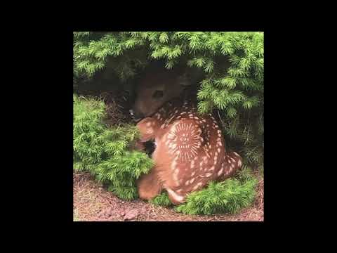 Melchior Productions LTD - Medication5