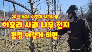 아오리 사과 전정 영상 입니다가을농원 에서 가장 먼저 8윌에 수확하는 아오리사과 입니다 [사과재배방법]