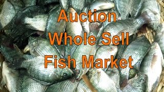 Auction Fish Selling Market | Incredible Huge Amount Live Tilapia Fish Whole Sale Market.