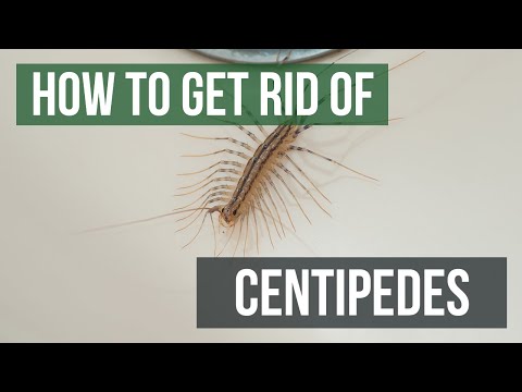 How to Get Rid of Centipedes (4 Easy Steps)