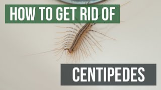 How to Get Rid of Centipedes (4 Easy Steps)