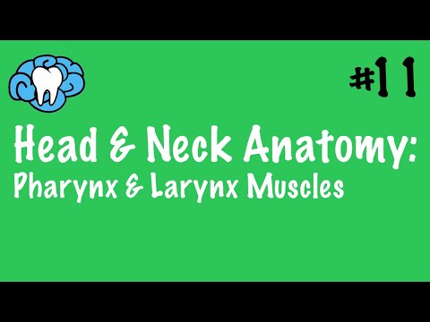 Head & Neck Anatomy | Pharynx & Larynx Muscles | INBDE