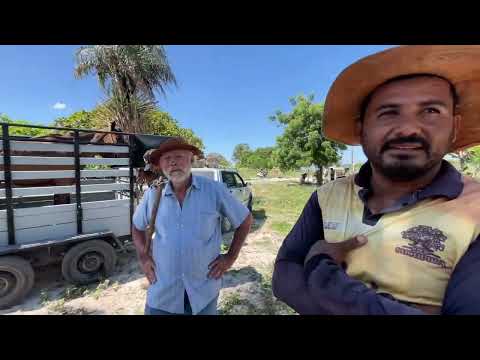 Feira de Cavalos do Bola Monteiropolis - AL 15 - 03 - 2026 #nordeste 
