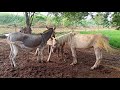 Donkey And Horse Mating Animal Mating Animal Life Animallife Donkeyhorsemating