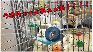 大回転！！セキセイインコが大はしゃぎ！！？
