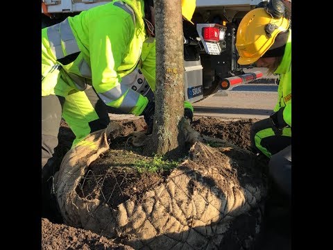 44 träd planteras på Fyrislundsgatan i Östra Sala backe