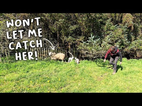 Trying to treat lame sheep as they lamb  |  Lambing Day 22