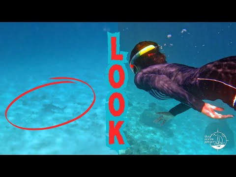 Baby Shark & Night Sail to Phuket 🌊 | Koh Haa & Koh Lanta Adventure | The Reeva Project