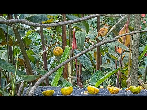 Barred Antshrike Pops Onto The Panama Fruit Feeder Cam For A Look About – Dec. 14, 2021