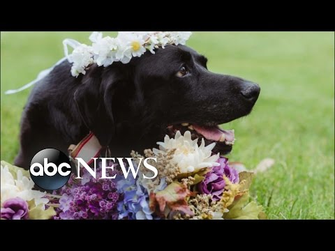 Dying Dog Carried Down the Aisle