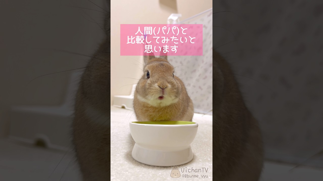 ウサギさんの大きさを人間と比較してみた🐰👨🏻 #うさぎのうい #bunny #shorts