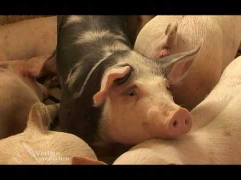 Moderna farma svinja u Zasavici - U nasem ataru 336