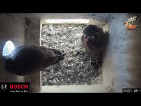 American Kestrels Fledge from Nestbox at The World Center for Birds of Prey 2015
