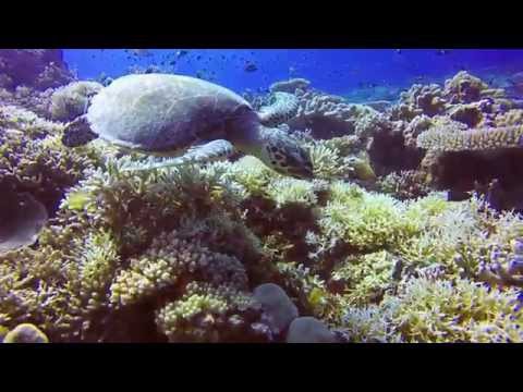 2015 Apo reef diving trip with Rags II