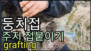 주지접목 둥치접붙이기. 나무상처 치료 도포제.
