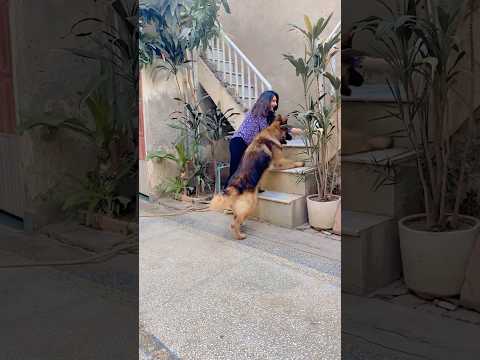 Buddy Vs Farheen #comedy #germanshepherd #dog #doglover #shorts #love #mama #funny #doglover #ytvir