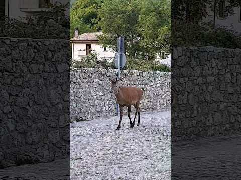 Un cervo sorprende un viandante