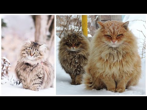 14 Interesting Facts about Siberian Cats
