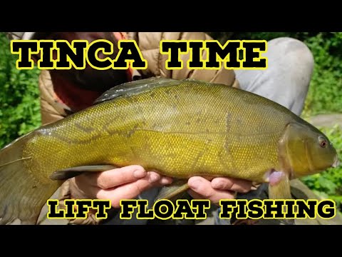 Tinca Time: The Best TENCH ON FLOAT Season Ever (BMF Collab) + WILD SNAKES!
