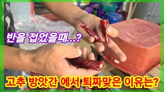 고춧가루 방앗간에서 퇴짜 맞은 이유 고추 반을 접었을때....? 고추가루