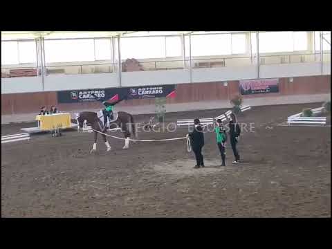 CVN Volteggio 2022 - cat. L 2° fascia - 2° Ippogrifo