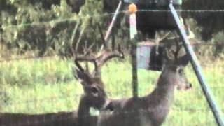 preview picture of video 'Big Whitetail Bucks Feed Together in Cape Fair MO September 26, 2010'