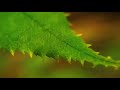 Malare Mounama Whatsapp Status Tamil Old Melody Song