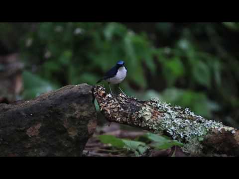 Slávik modravý (Larvivora cyane) — video o speve a chove