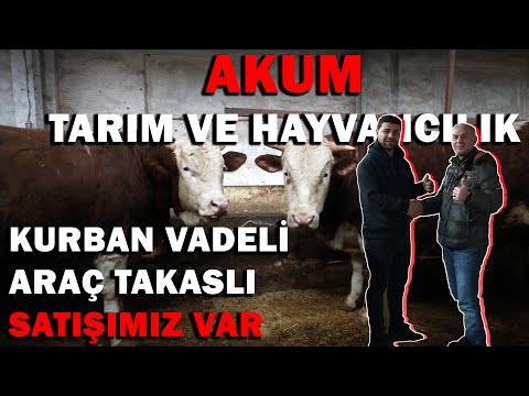 , title : 'AKUM Tarım ve Hayvancılık 2023 Toplu Kurbanlık Satışları | TAMAMEN YAYLIM MALI'