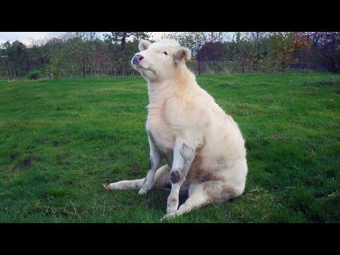 Nouveaux animaux drôles 2023 chiens les plus drôles