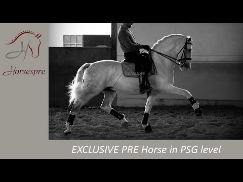 🇪🇸 EXCLUSIVE Dressage #PRE HORSE in PSG level ⭐️