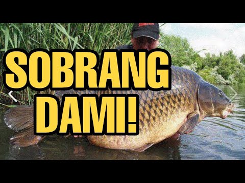 WOW! Grabe Sobrang dami ng KARPA na isda.