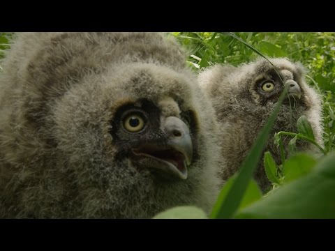 The Owls of Montana - Episode 2 (Handling)