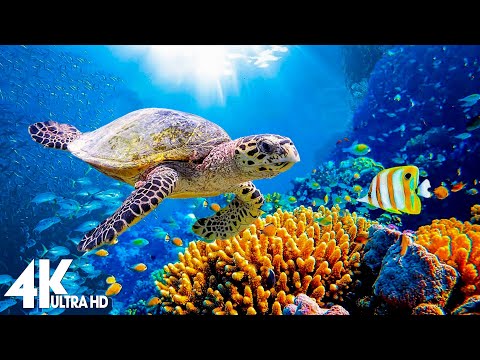 11 HOURS of 4K Underwater Wonders + Relaxing Music - Coral Reefs & Colorful Sea Life in UHD