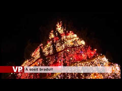 A sosit bradul!