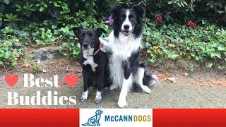 Trick Training: Teach Your Dogs To Hug Each Other