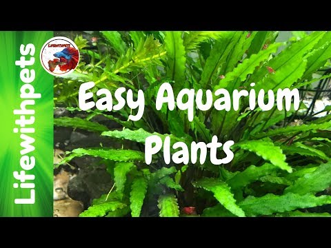 Easy Aquarium Plants